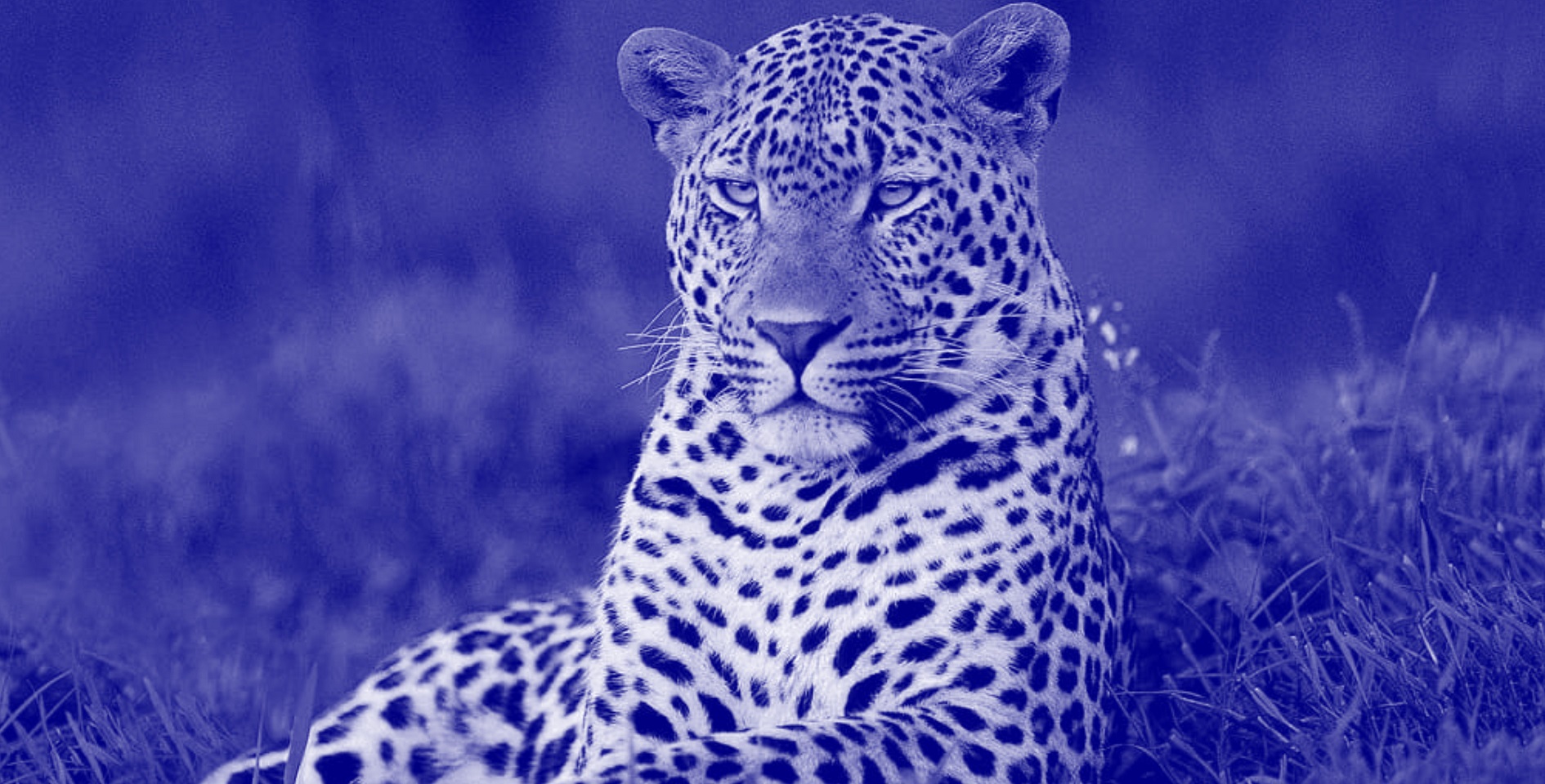 The Leopardo Company